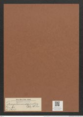 Tetracyclus emarginatus (Ehr.) W. Sm. (de-Toni-Nr.: Genus 90, Species 3010) Zeichnungen Sammlung Grunow Mappe 03195 (Herbarium_W_Grunow_drawings_Folder_03195)